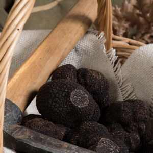 Truffe Noire fraîche entière « Tuber Melanosporum »