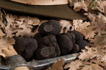 Truffes-fraiches-La-Truffe-du-Ventoux-vente-en-ligne-1030x687